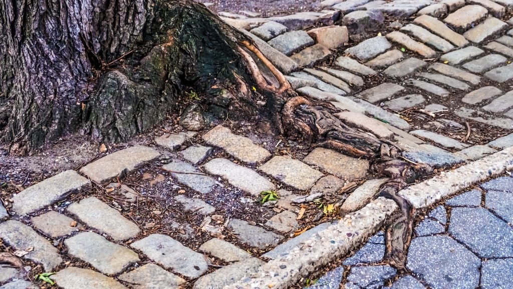 Tobera tarántula para el desatasco de raíces